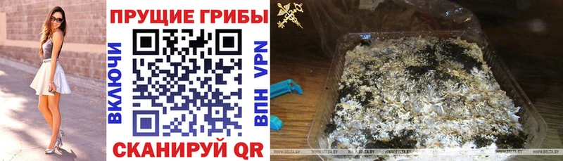 Галлюциногенные грибы Psilocybe Красногорск